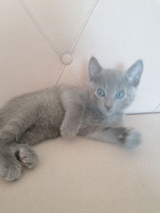 Russisch-blau Kitten