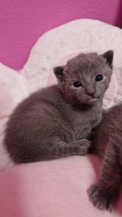 Russisch-blau Kitten