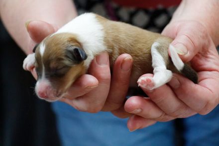 Traumhafte, vielversprechende Colliewelpen