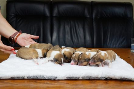 Traumhafte, vielversprechende Colliewelpen