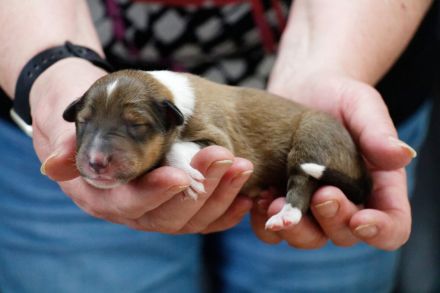 Traumhafte, vielversprechende Colliewelpen