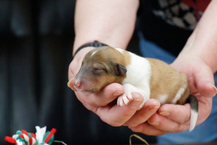 Traumhafte, vielversprechende Colliewelpen