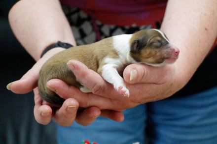 Traumhafte, vielversprechende Colliewelpen