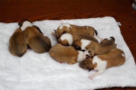 Traumhafte, vielversprechende Colliewelpen