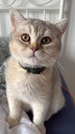 Deckkater BKH Chinchilla