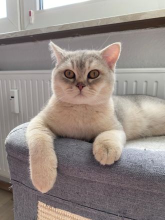 Deckkater BKH Chinchilla