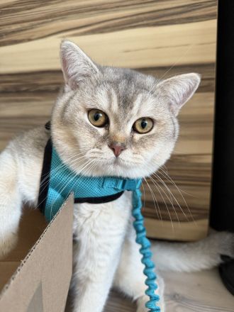 Deckkater BKH Chinchilla