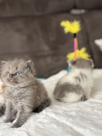 Britisch Langhaar und Sibirische Katzen Mix Kitten