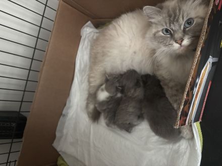 Britisch Langhaar und Sibirische Katzen Mix Kitten