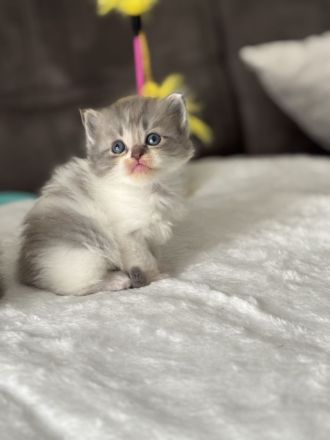 Britisch Langhaar und Sibirische Katzen Mix Kitten