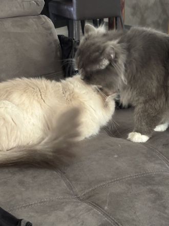 Britisch Langhaar und Sibirische Katzen Mix Kitten