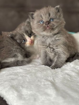 Britisch Langhaar und Sibirische Katzen Mix Kitten