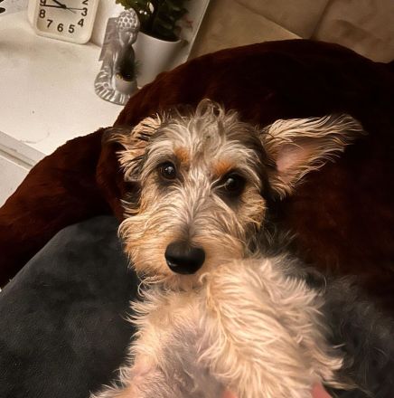 Rocky sucht ein neues zu Hause