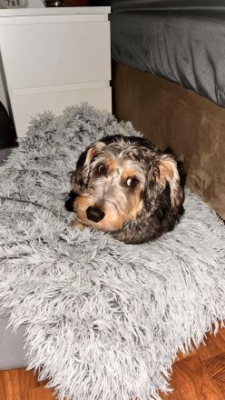 Rocky sucht ein neues zu Hause