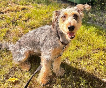 Rocky sucht ein neues zu Hause