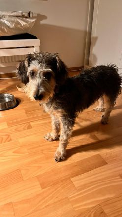 Rocky sucht ein neues zu Hause