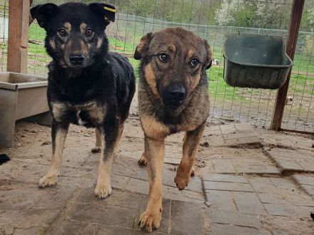 Appa, sehr menschenbezogene Hündin, die gerne täglich Streicheleinheiten hätte, 2 Jahre, 55 cm