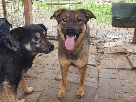 Appa, sehr menschenbezogene Hündin, die gerne täglich Streicheleinheiten hätte, 2 Jahre, 55 cm