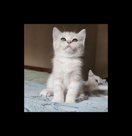 Tolle BKH-KÄTZCHEN suchen ein Zuhause