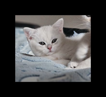 Tolle BKH-KÄTZCHEN suchen ein Zuhause