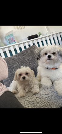 Zwei Schnüffelnasen  suchen ihr Zuhause …