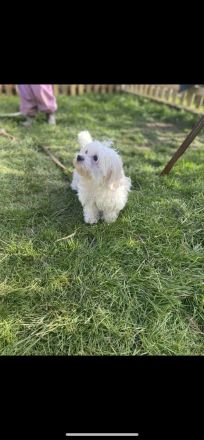 Zwei Schnüffelnasen  suchen ihr Zuhause …