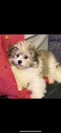 Zwei Schnüffelnasen  suchen ihr Zuhause …