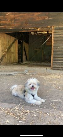 Zwei Schnüffelnasen  suchen ihr Zuhause …