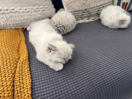 Neva Masquarade, Katzenbabys