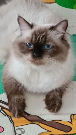 Neva Masquarade, Katzenbabys