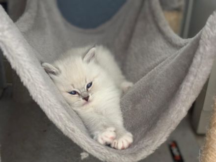 Neva Masquarade, Katzenbabys