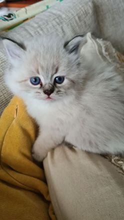 Neva Masquarade, Katzenbabys