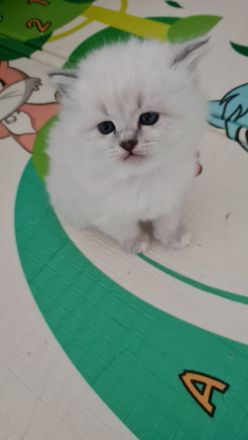 Neva Masquarade, Katzenbabys