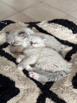 Neva Masquarade, Katzenbabys