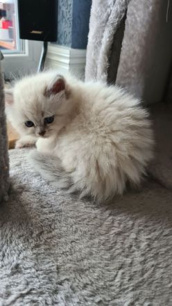 Neva Masquarade, Katzenbabys