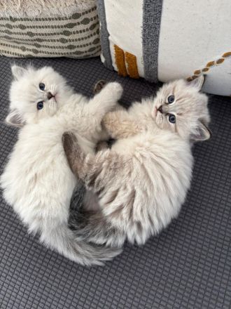 Neva Masquarade, Katzenbabys