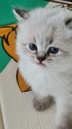 Neva Masquarade, Katzenbabys