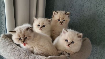 Neva Masquarade, Katzenbabys