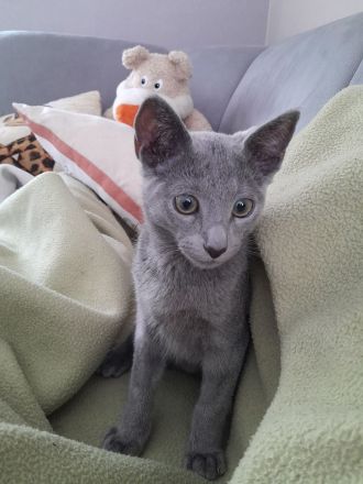 Russisch blau Katerchen vom Züchter mit Stammbaum sofort abgabebereit.