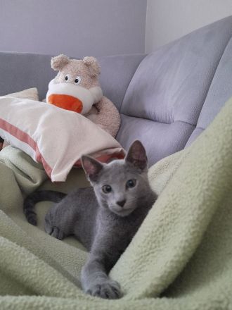 Russisch blau Katerchen vom Züchter mit Stammbaum sofort abgabebereit.