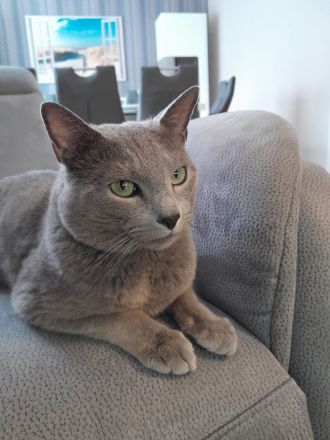 Russisch blau Katerchen vom Züchter mit Stammbaum sofort abgabebereit.