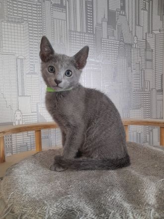 Russisch blau Katerchen vom Züchter mit Stammbaum sofort abgabebereit.