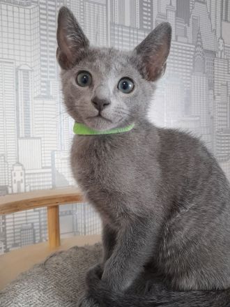 Russisch blau Katerchen vom Züchter mit Stammbaum sofort abgabebereit.