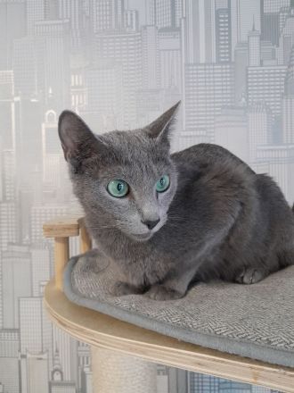 Russisch blau Katerchen vom Züchter mit Stammbaum sofort abgabebereit.