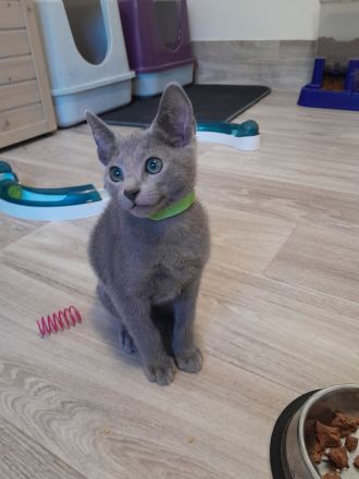 Russisch blau Katerchen vom Züchter mit Stammbaum sofort abgabebereit.