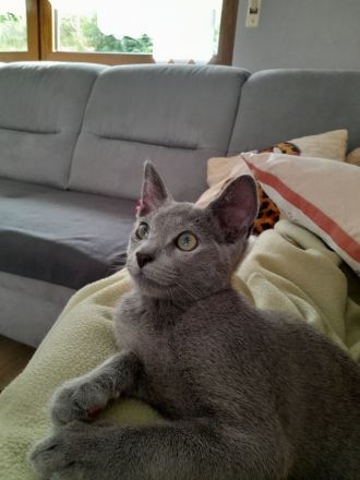 Russisch blau Katerchen vom Züchter mit Stammbaum sofort abgabebereit.