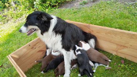 Bordercollie, Australien Welpen