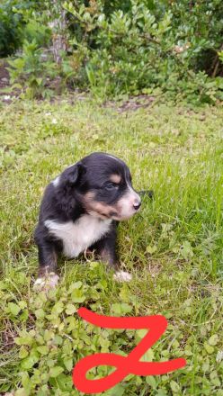 Bordercollie, Australien Welpen