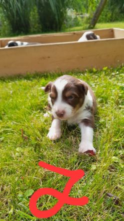Bordercollie, Australien Welpen