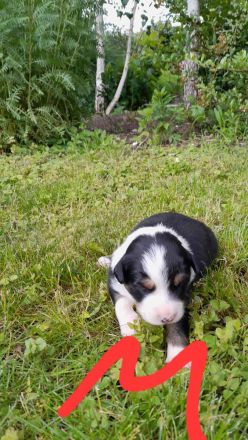 Bordercollie, Australien Welpen